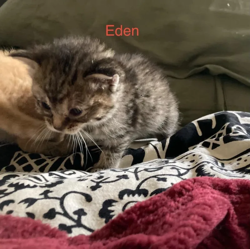 Eden thumbnail 5