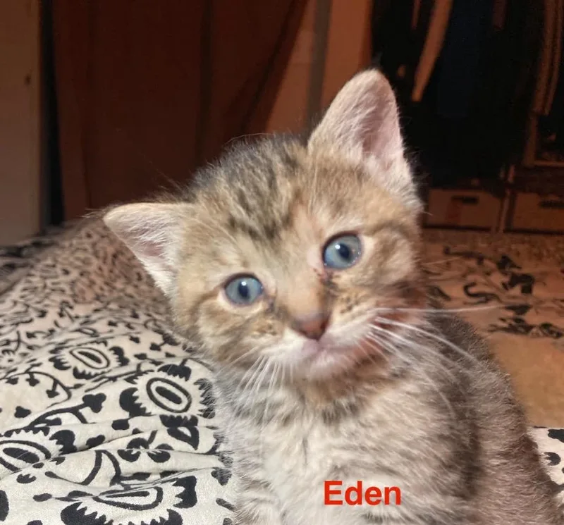 Eden thumbnail 6