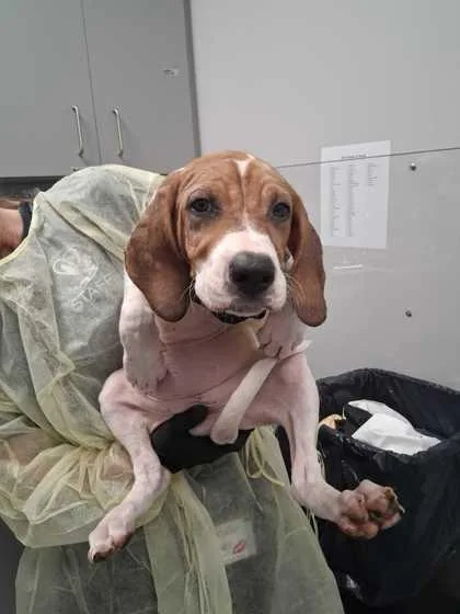 A baby medium-sized female Mixed Breed dog named Daybright for adoption in Sevierville, TN
