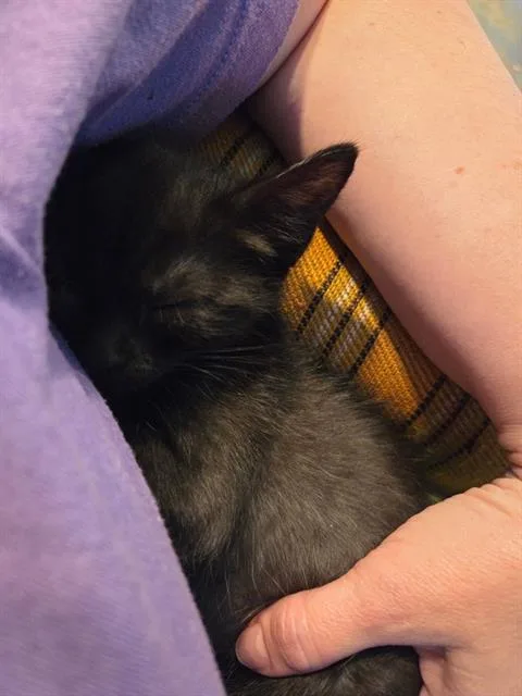 A baby small-sized male Domestic Short Hair cat named Go Fast for adoption in West Valley City, UT