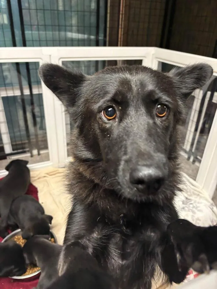 An adult medium-sized female Black Mixed Breed dog named Oakley for adoption in Dorr, MI