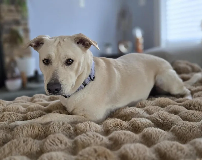 A baby medium-sized female Labrador Retriever dog named Misty for adoption in Columbia, MD