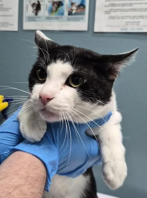 A young small-sized male Domestic Short Hair cat named Felix for adoption in Newton, NC