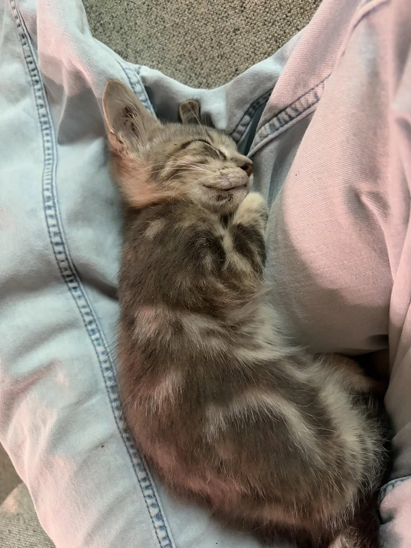 A baby medium-sized female Domestic Short Hair cat named Rosie for adoption in Orlando, FL