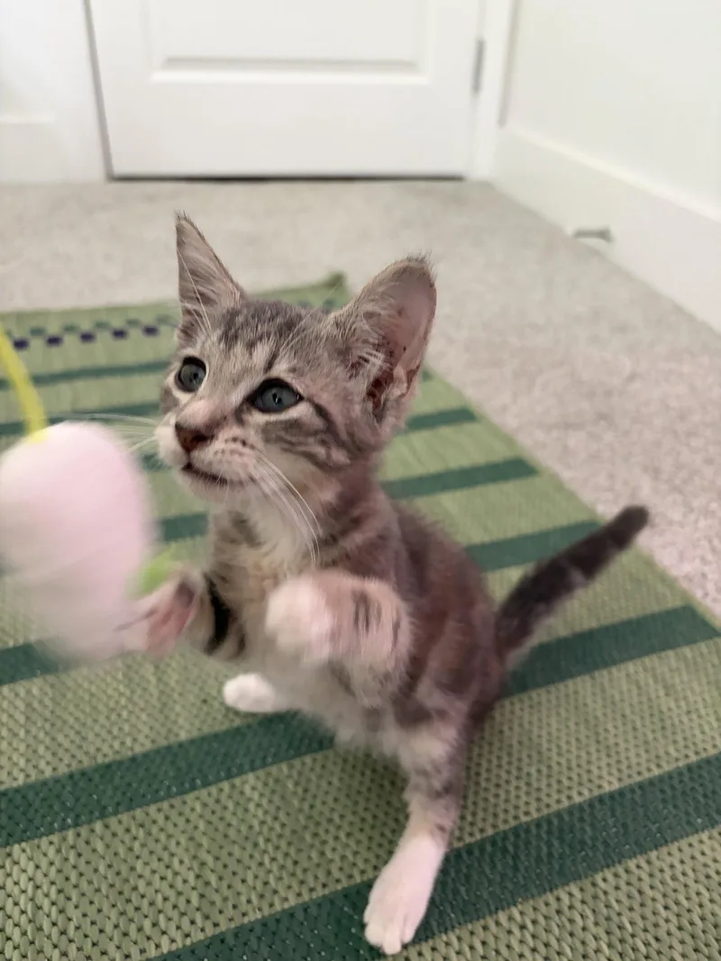 Rosie thumbnail 2