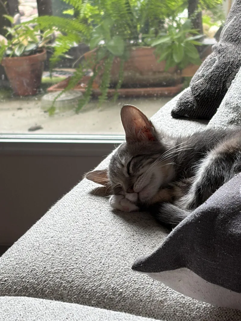 Rosie thumbnail 3