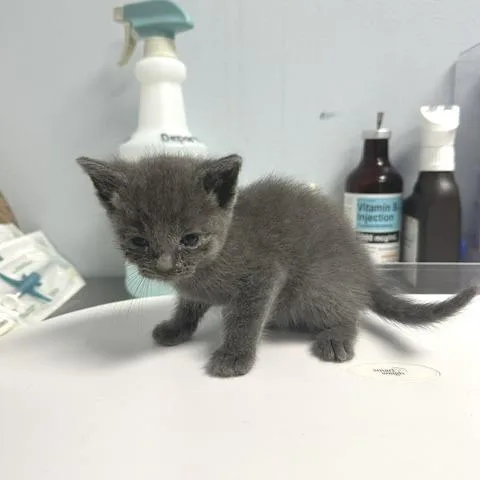 A baby small-sized female Gray / Blue / Silver Domestic Short Hair cat named Sandy for adoption in Indianapolis, IN