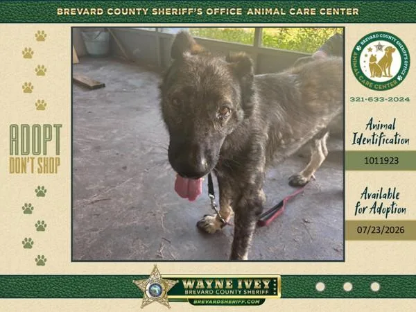 An adult medium-sized male Mixed Breed dog named Sergio for adoption in Melbourne, FL