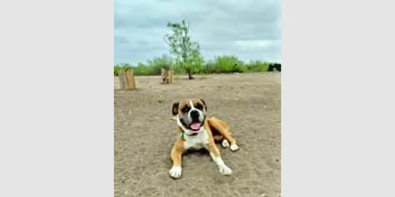 An adult medium-sized male Boxer dog named Lucky IV for adoption in Hewitt, TX