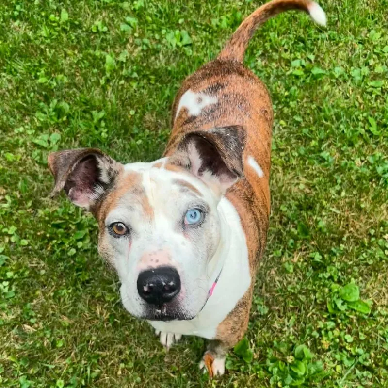 A senior large-sized male White / Cream Mixed Breed dog named Linus for adoption in DeKalb, IL