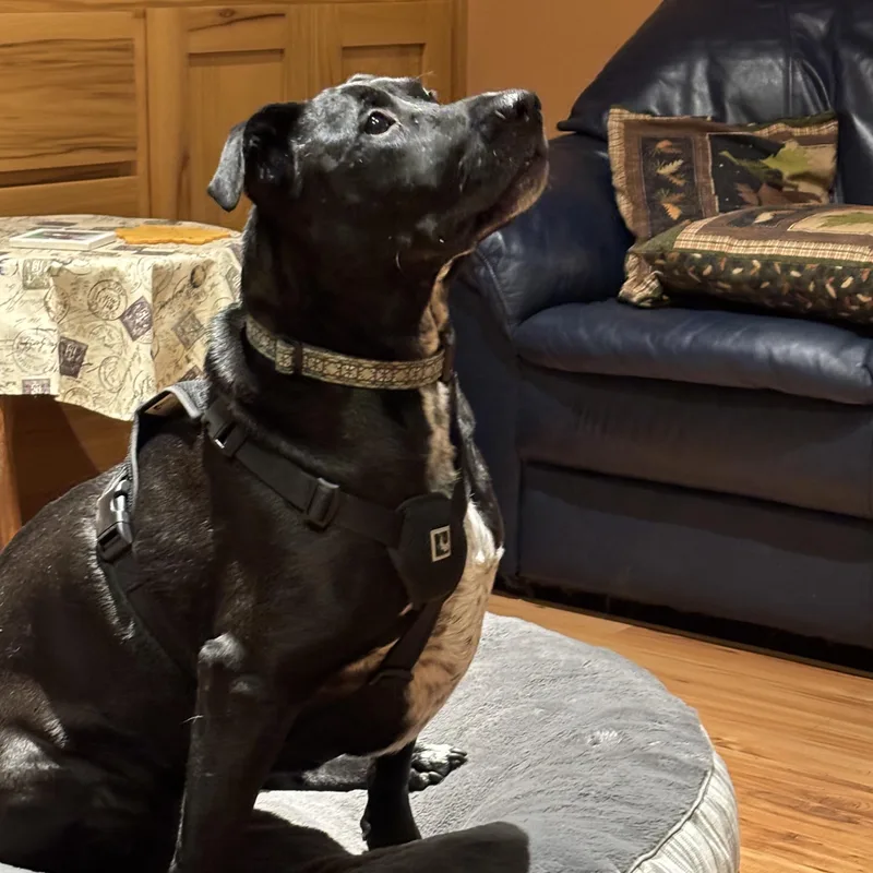 Buddy  Br thumbnail 2