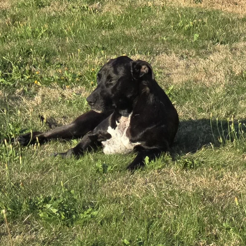 Buddy  Br thumbnail 3