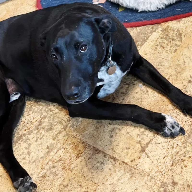 Buddy  Br thumbnail 4