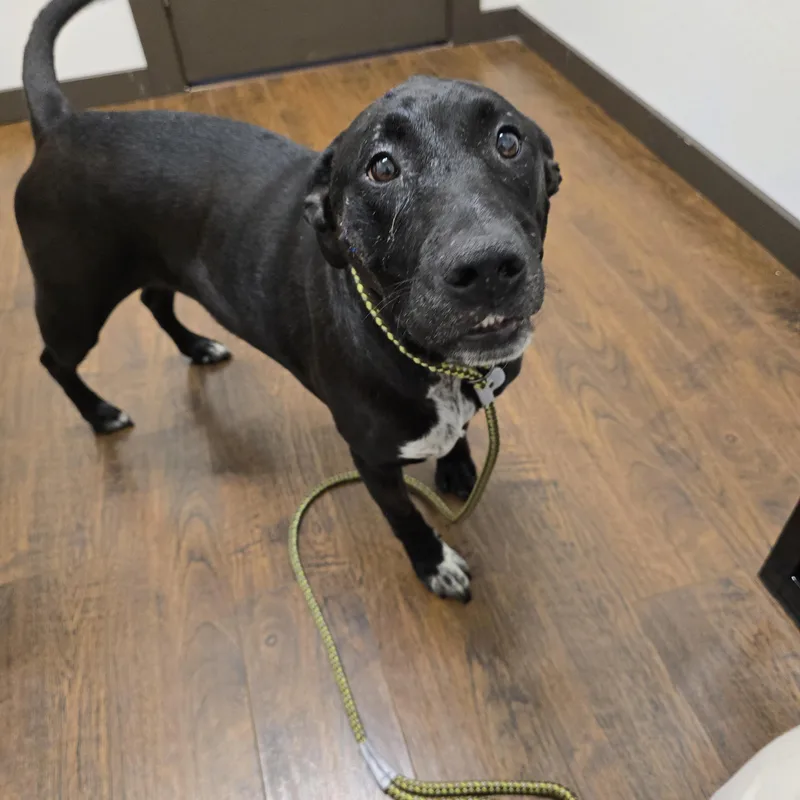 Buddy  Br thumbnail 5