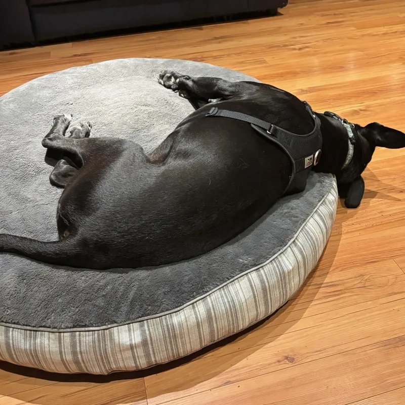 Buddy  Br thumbnail 6