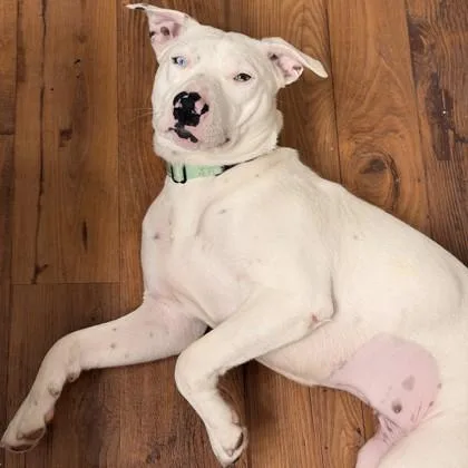 An adult medium-sized female Mixed Breed dog named Bonita for adoption in Dallas, TX