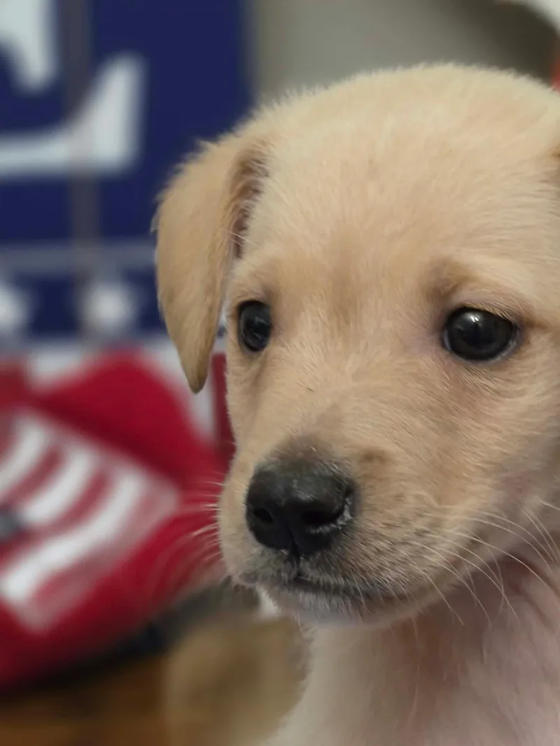 A baby medium-sized male Apricot / Beige Labrador Retriever dog named Dunkin for adoption in Eatontown, NJ
