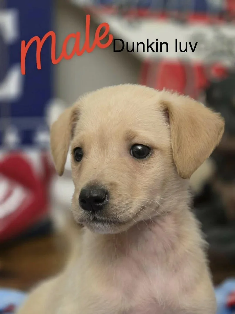 Dunkin thumbnail 5
