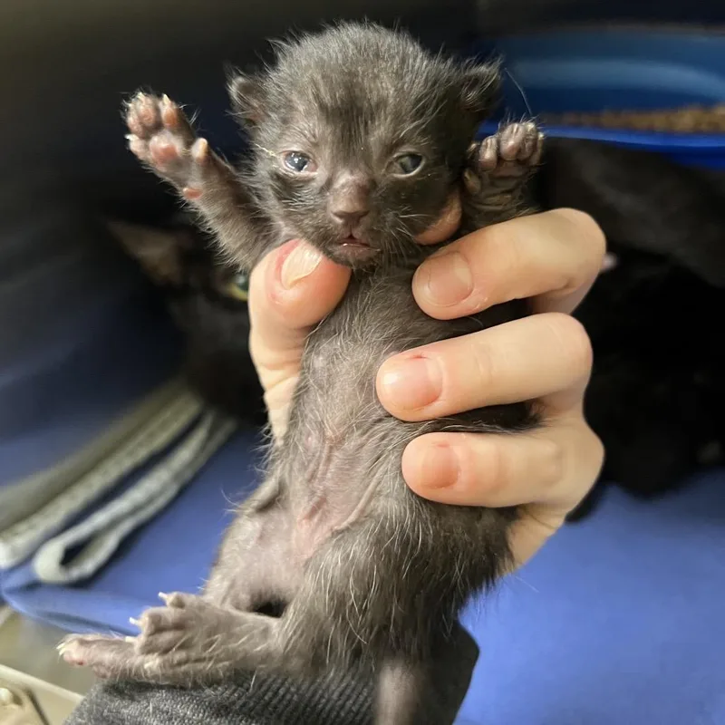 A baby small-sized female Black Domestic Short Hair cat named Jay for adoption in Keizer, OR