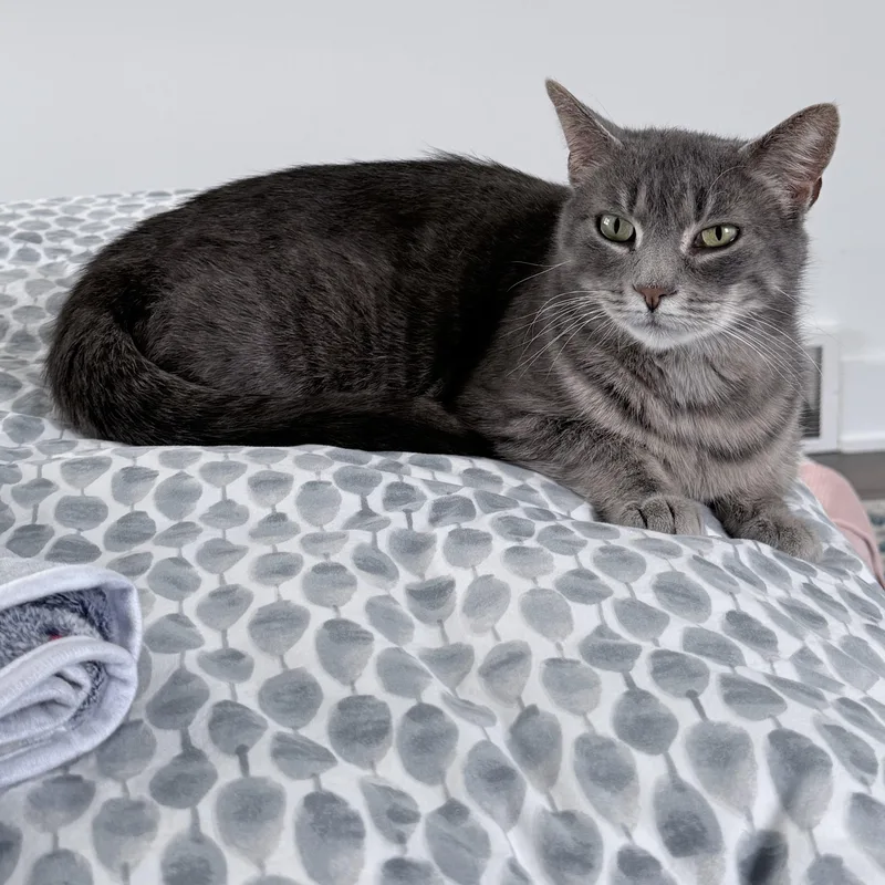 A young medium-sized female Domestic Short Hair cat named Dana Evans for adoption in Haddon Heights, NJ