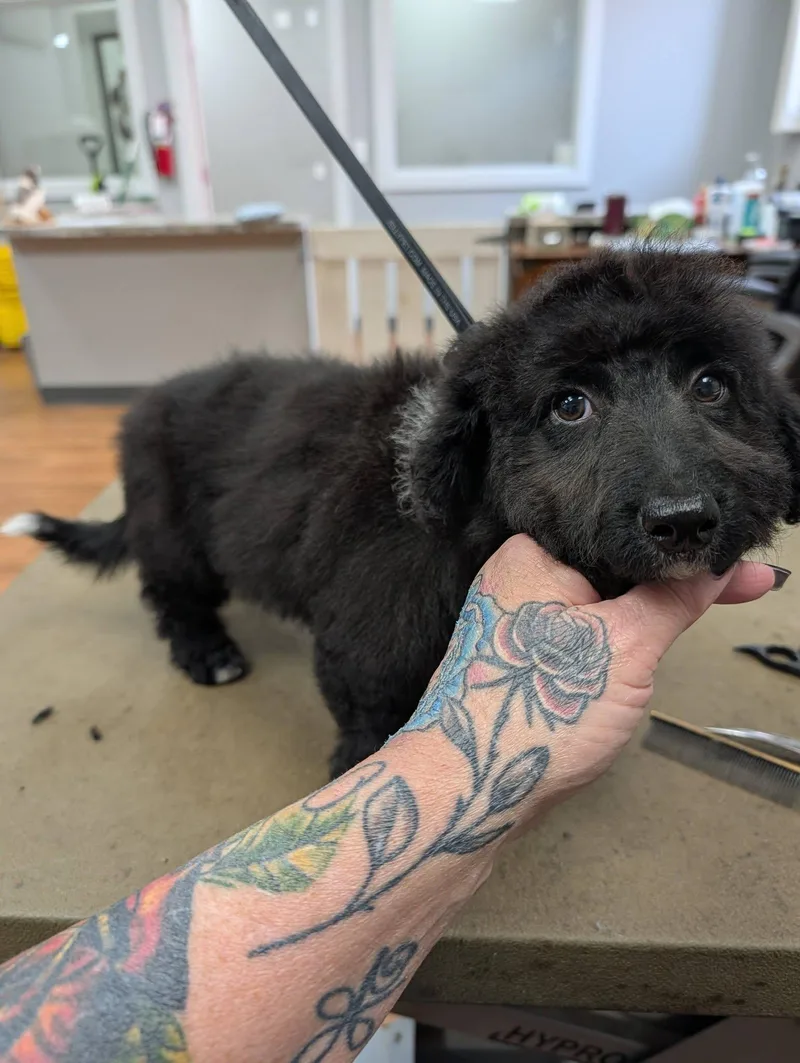 A baby small-sized male Miniature Poodle dog named Beau aka BoBo for adoption in LEWISTON, ID