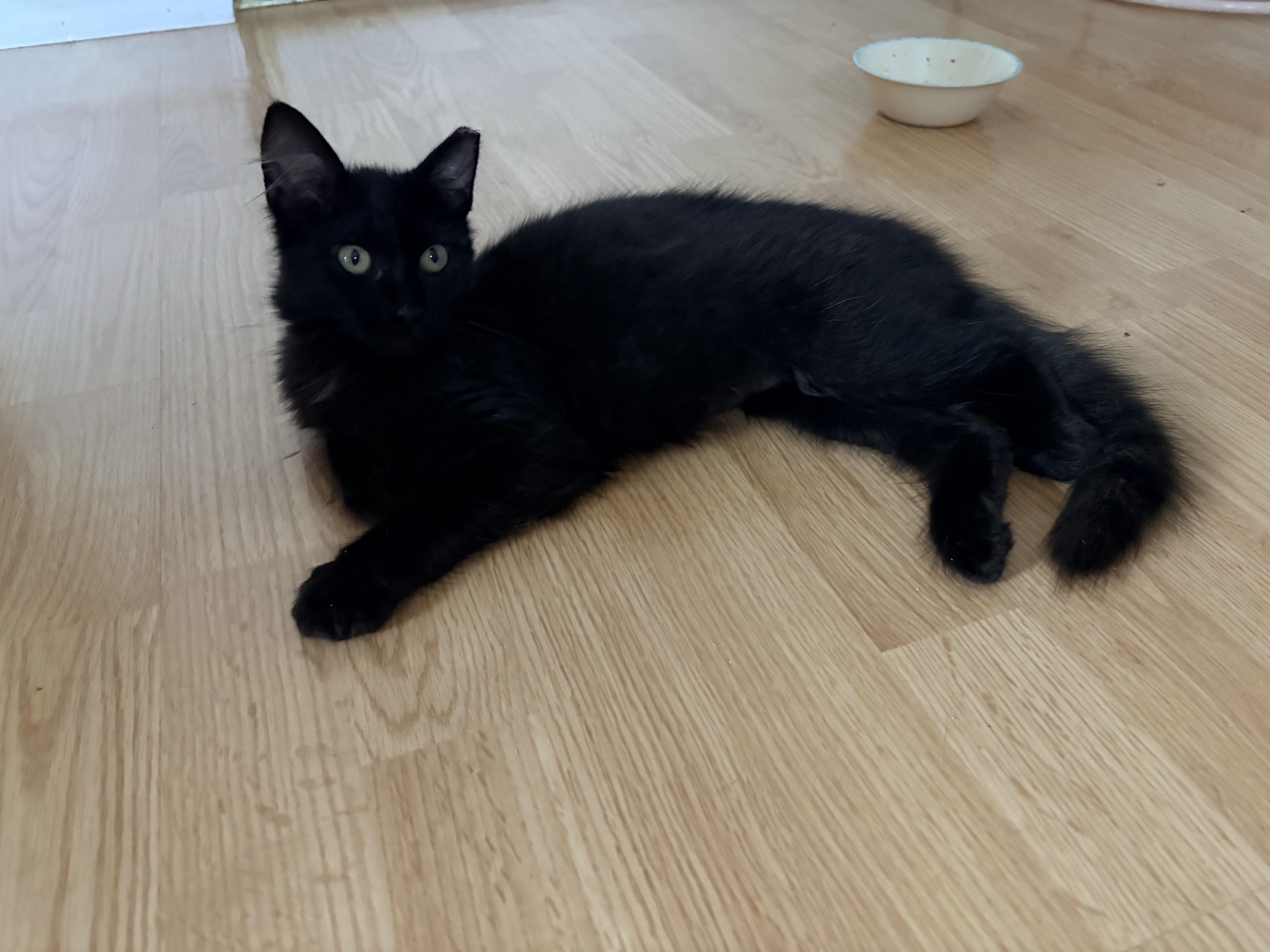 A young small-sized female Black Domestic Medium Hair cat named Osita for adoption in Hayward, CA