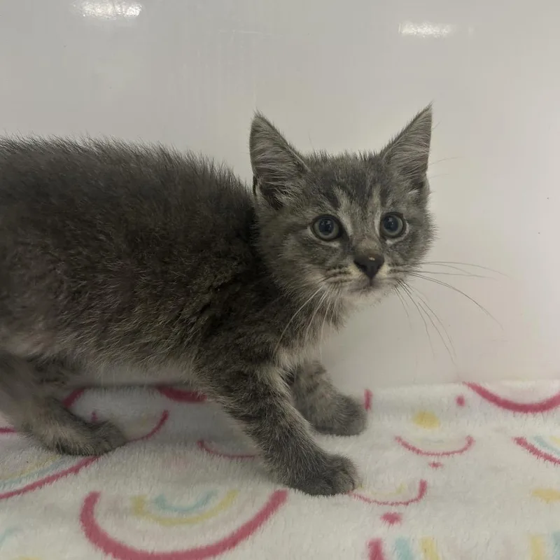 A baby small-sized female Gray / Blue / Silver Domestic Short Hair cat named Hyphen for adoption in Charleston, WV