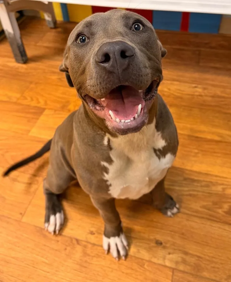 A baby extra large-sized male Mixed Breed dog named Blooper for adoption in Ocala, FL