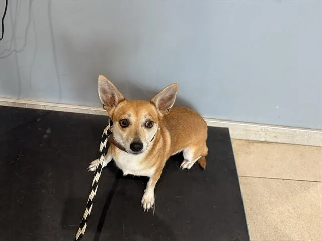 An adult small-sized female Chihuahua dog named Fresa for adoption in Garland, TX