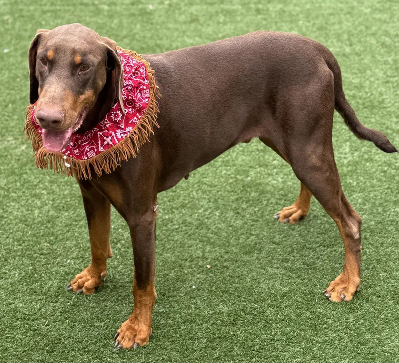 An adult large-sized male Brown / Chocolate Doberman Pinscher dog named Snickers for adoption in Houston, TX
