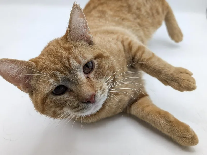 A baby small-sized male Domestic Short Hair cat named Copper for adoption in Powell, OH