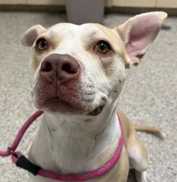 An adult large-sized female American Staffordshire Terrier dog named Molly for adoption in Vancouver, WA