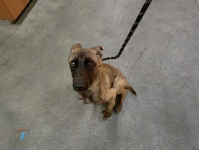 An adult small-sized female Belgian Shepherd / Malinois dog named Lavender for adoption in Fort Lauderdale, FL