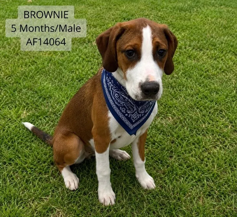 Brownie