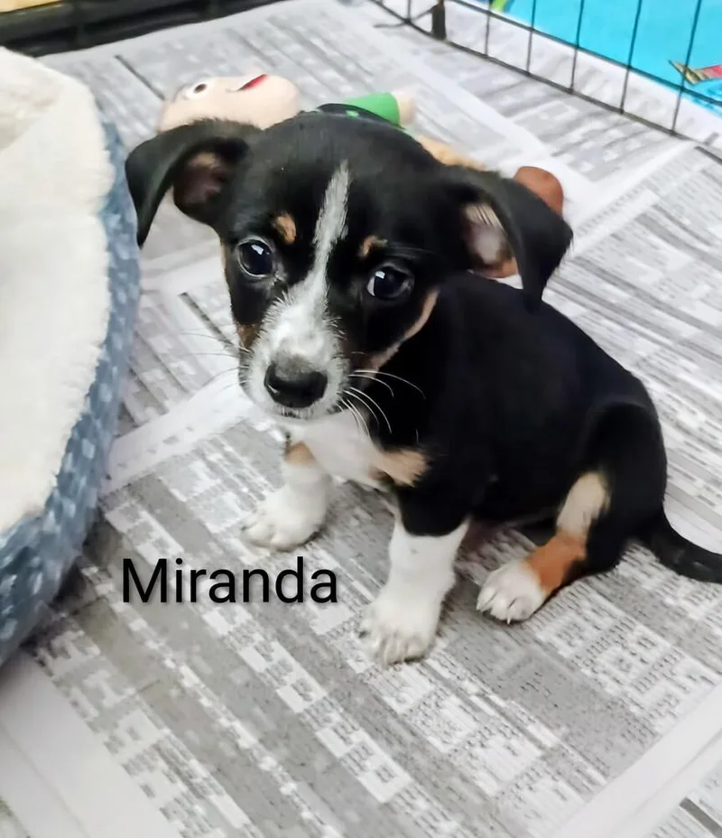 Miranda
