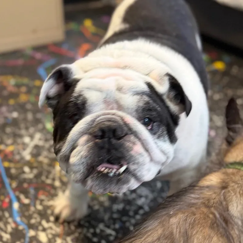 An adult medium-sized male White / Cream English Bulldog dog named Bruno for adoption in Lake Jackson, TX
