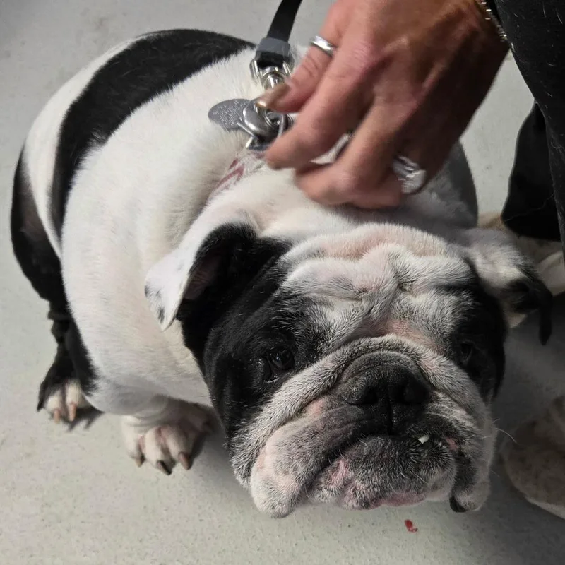 Bruno thumbnail 2