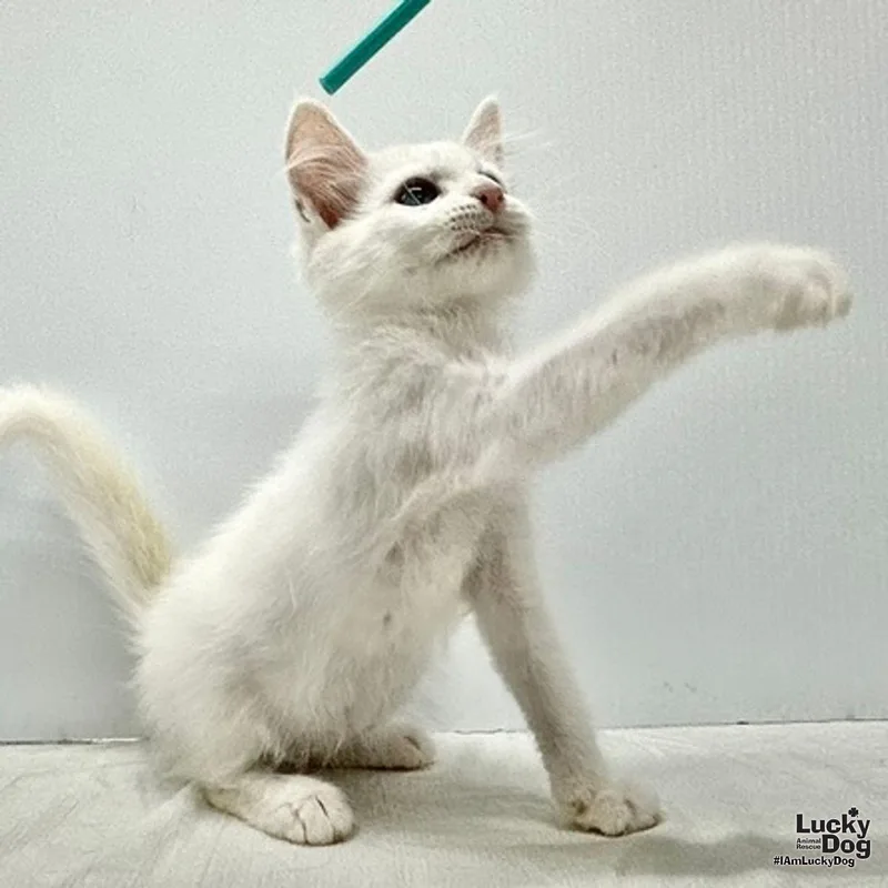 A baby medium-sized male Domestic Medium Hair cat named Winsley for adoption in Washington, DC