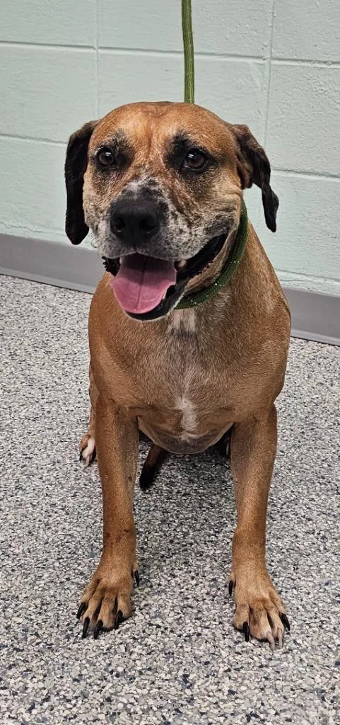 An adult large-sized female Terrier dog named Marsha for adoption in Athens, TN