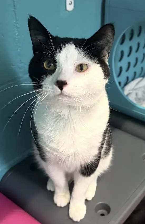 A young medium-sized male Domestic Short Hair cat named Domino for adoption in Long Beach, NY