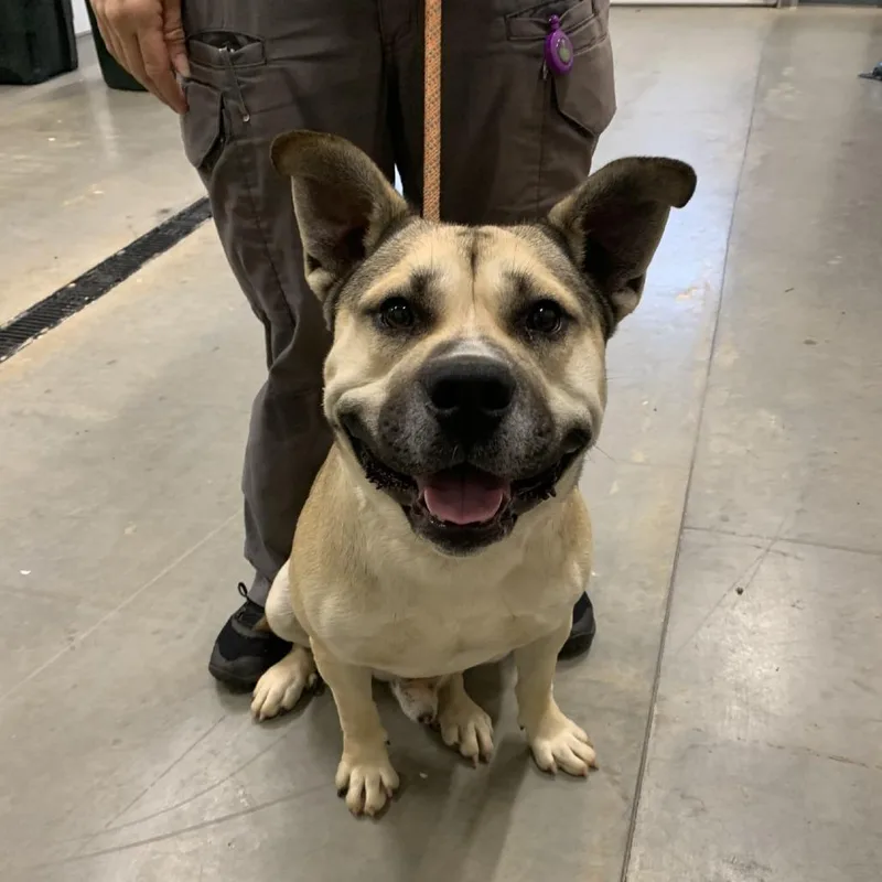 A young large-sized male Yellow / Tan / Blond / Fawn Pit Bull Terrier dog named Tiny for adoption in Morganton, NC