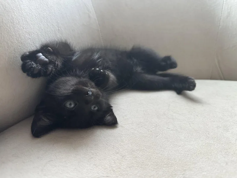 A baby medium-sized male Domestic Short Hair cat named Gonzo for adoption in Naugatuck, CT