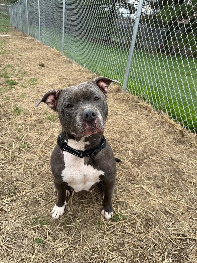 An adult medium-sized female Pit Bull Terrier dog named River for adoption in Marion, OH