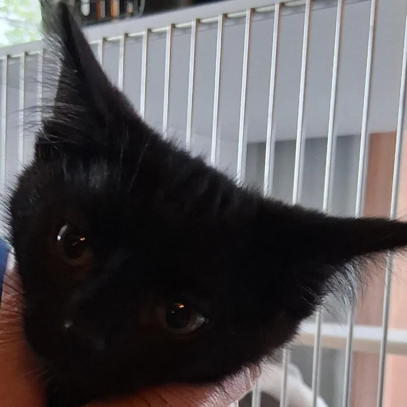 Onyx