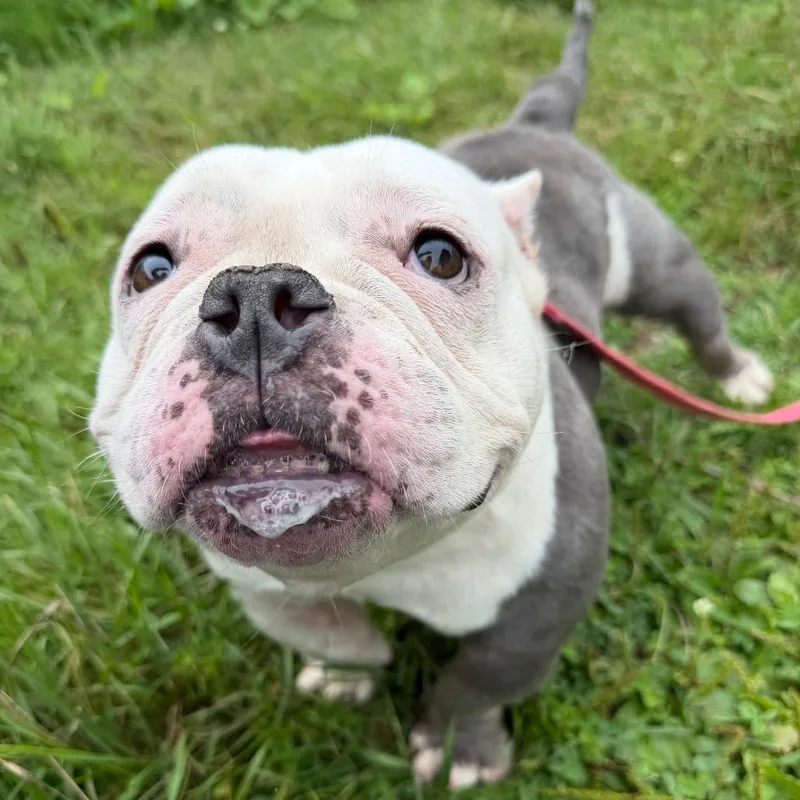 An adult medium-sized female Mixed Breed dog named Margot  no longer for adoption in Oshkosh, WI