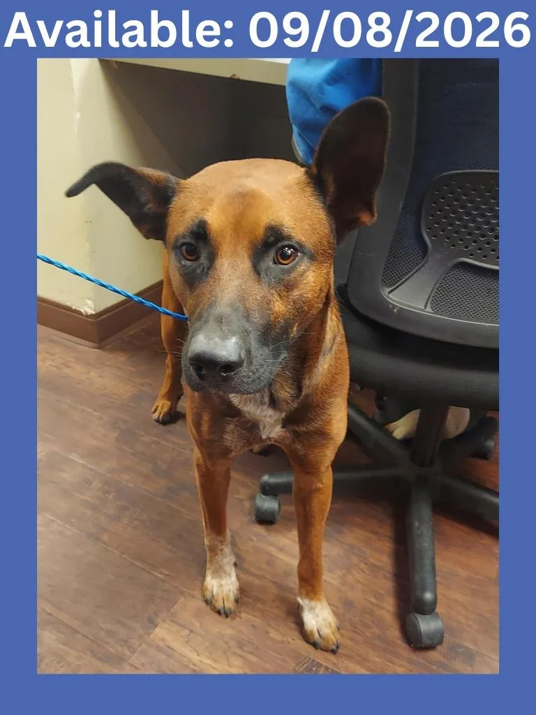A young medium-sized male Cattle Dog dog named Dog Kennel for adoption in Greenville, TX