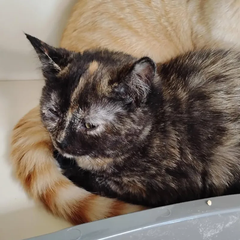 A baby small-sized female Domestic Short Hair cat named Vivi for adoption in Fairport, NY