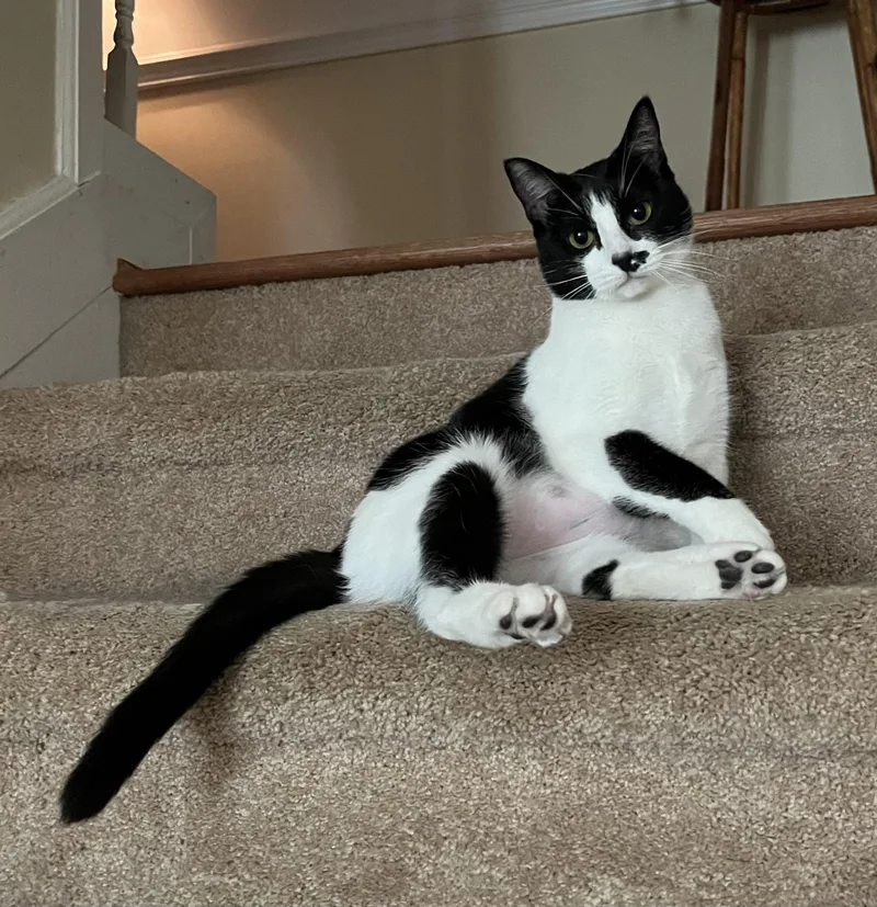 A young medium-sized female Black & White / Tuxedo Domestic Short Hair cat named Lucky for adoption in Mobile, AL