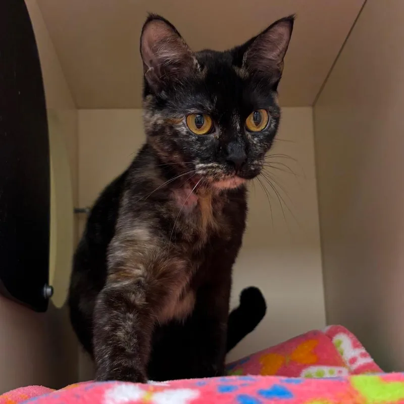A young medium-sized female Tortoiseshell Domestic Short Hair cat named Queen for adoption in Naperville, IL