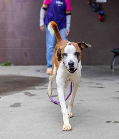 An adult large-sized male Mixed Breed dog named Blarney for adoption in Chamblee, GA